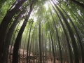 Kyoto Bambu path