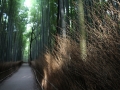 Bambu path 2